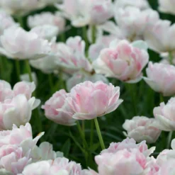 Tulip 'Angelique' 15 Tulip 'Angelique' -Cheap Ethereal Yard Store tulip angelique 1 scaled