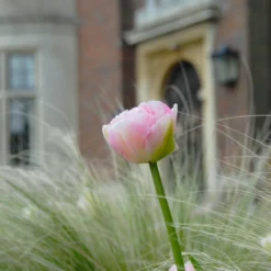 Tulip 'Angelique' 10 Tulip 'Angelique' -Cheap Ethereal Yard Store tulip angelique 2 scaled