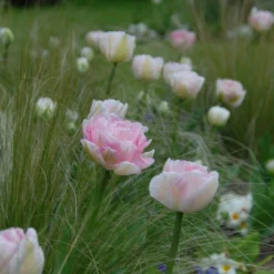 Tulip 'Angelique' 12 Tulip 'Angelique' -Cheap Ethereal Yard Store tulip angelique 3 scaled