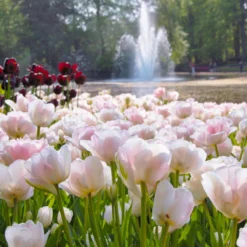 Tulip 'Angelique' 11 Tulip 'Angelique' -Cheap Ethereal Yard Store tulip angelique 7 scaled