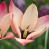 Tulip 'Annika'