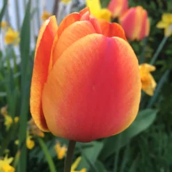Tulip 'Apeldoorn Elite' -Cheap Ethereal Yard Store tulip apeldoorn elite 00 scaled