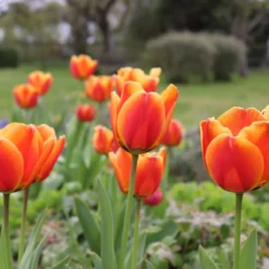 Tulip 'Apeldoorn Elite' -Cheap Ethereal Yard Store tulip apeldoorn elite 01