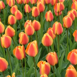 Tulip 'Apeldoorn Elite' -Cheap Ethereal Yard Store tulip apeldoorn elite 1