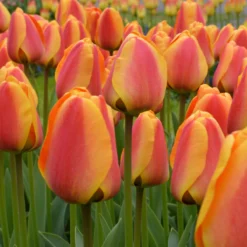 Tulip 'Apeldoorn Elite' -Cheap Ethereal Yard Store tulip apeldoorn elite 2