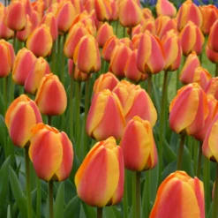 Tulip 'Apeldoorn Elite' -Cheap Ethereal Yard Store tulip apeldoorn elite 3