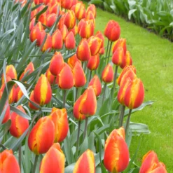 Tulip 'Apeldoorn Elite' -Cheap Ethereal Yard Store tulip apeldoorn elite 4