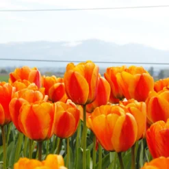 Tulip 'Apeldoorn Elite' -Cheap Ethereal Yard Store tulip apeldoorn elite 8