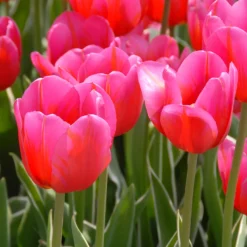 Tulip 'Aphrodite' 9 Tulip 'Aphrodite' -Cheap Ethereal Yard Store tulip aphrodite 00