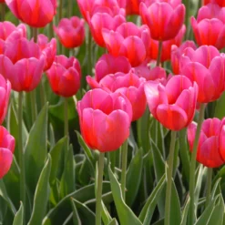 Tulip 'Aphrodite' 11 Tulip 'Aphrodite' -Cheap Ethereal Yard Store tulip aphrodite 2