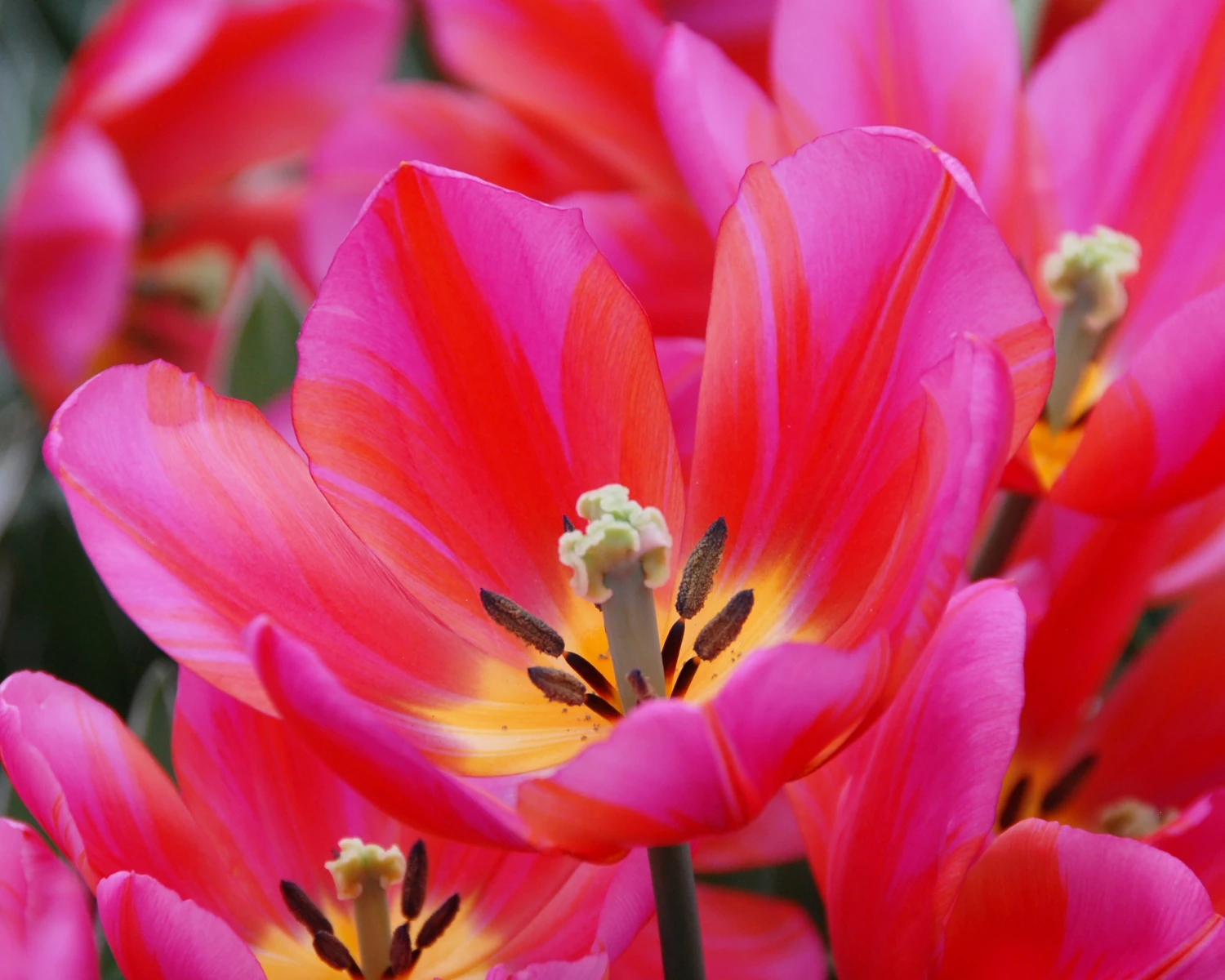 Tulip 'Aphrodite' 2 Tulip 'Aphrodite' - Image 2