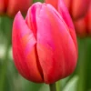 Tulip 'Aphrodite'