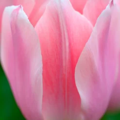 Tulip 'Apricona' -Cheap Ethereal Yard Store tulip apricona 1 scaled