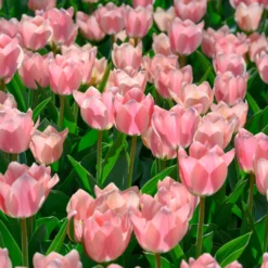 Tulip 'Apricona' -Cheap Ethereal Yard Store tulip apricona 3 scaled