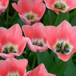 Tulip 'Apricona' -Cheap Ethereal Yard Store tulip apricona 4 scaled