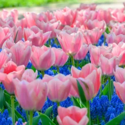 Tulip 'Apricona' -Cheap Ethereal Yard Store tulip apricona 5 scaled