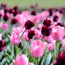 Tulip 'Apricona' -Cheap Ethereal Yard Store tulip apricona 7 scaled