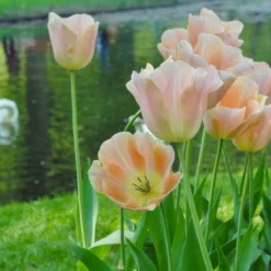 Tulip 'Apricot Beauty' -Cheap Ethereal Yard Store tulip apricot beauty 3