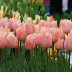 Tulip 'Apricot Beauty' -Cheap Ethereal Yard Store tulip apricot beauty 4