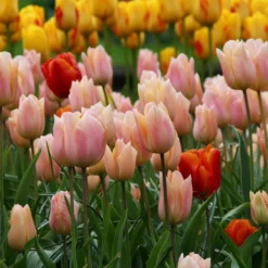 Tulip 'Apricot Beauty' -Cheap Ethereal Yard Store tulip apricot beauty 8