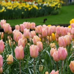 Tulip 'Apricot Beauty' -Cheap Ethereal Yard Store tulip apricot beauty 9