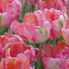 Tulip 'Apricot Parrot'