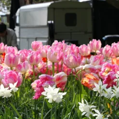 Tulip 'Apricot Parrot' -Cheap Ethereal Yard Store tulip apricot parrot 1 bf093fcb 529d 46f9 beec 54e5665104b4