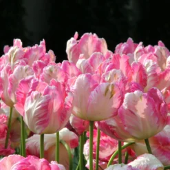 Tulip 'Apricot Parrot' -Cheap Ethereal Yard Store tulip apricot parrot 2 ee02c13a 90b6 469c 9227 ab4c5aba0130