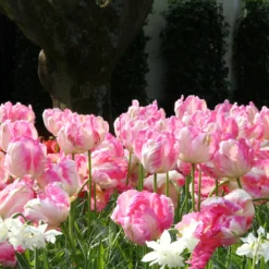 Tulip 'Apricot Parrot' -Cheap Ethereal Yard Store tulip apricot parrot 3 628ec604 a443 4e7c 8160 dab76c0e244a