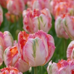Tulip 'Apricot Parrot' -Cheap Ethereal Yard Store tulip apricot parrot 4