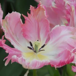 Tulip 'Apricot Parrot' -Cheap Ethereal Yard Store tulip apricot parrot 5