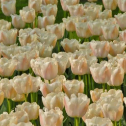 Tulip 'Apricot Pride' -Cheap Ethereal Yard Store tulip apricot pride 1 scaled