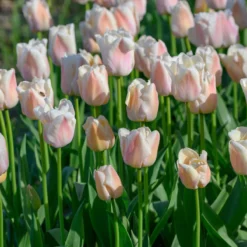 Tulip 'Apricot Pride' -Cheap Ethereal Yard Store tulip apricot pride 2 scaled