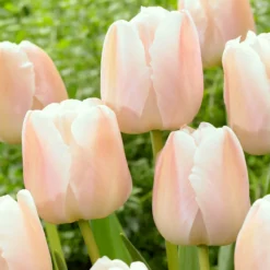 Tulip 'Apricot Pride' -Cheap Ethereal Yard Store tulip apricot pride