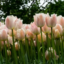Tulip 'Apricot Pride' -Cheap Ethereal Yard Store tulip apricot pride 3 scaled