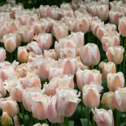 Tulip 'Apricot Pride' -Cheap Ethereal Yard Store tulip apricot pride 4 scaled