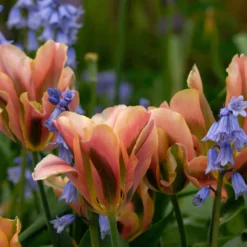 Tulip 'Artist' -Cheap Ethereal Yard Store tulip artist 2 scaled