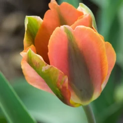 Tulip 'Artist' -Cheap Ethereal Yard Store tulip artist 4 scaled