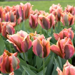 Tulip 'Artist' -Cheap Ethereal Yard Store tulip artist 6 scaled