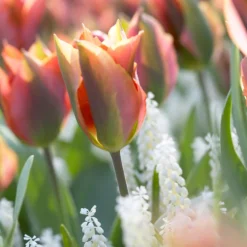 Tulip 'Artist' -Cheap Ethereal Yard Store tulip artist 9