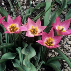 Tulip Aucheriana -Cheap Ethereal Yard Store tulip aucheriana 1