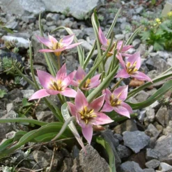 Tulip Aucheriana -Cheap Ethereal Yard Store tulip aucheriana 3