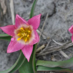 Tulip Aucheriana -Cheap Ethereal Yard Store tulip aucheriana 4 scaled