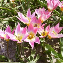 Tulip Aucheriana -Cheap Ethereal Yard Store tulip aucheriana 5