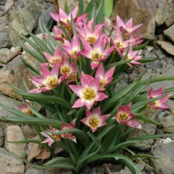 Tulip Aucheriana -Cheap Ethereal Yard Store tulip aucheriana 7