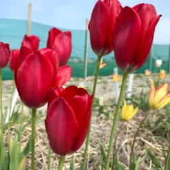 Tulip Aximensis -Cheap Ethereal Yard Store tulip aximensis 01 scaled