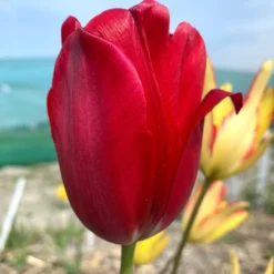 Tulip Aximensis -Cheap Ethereal Yard Store tulip aximensis 02 scaled