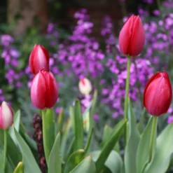 Tulip Aximensis -Cheap Ethereal Yard Store tulip aximensis 0 a34dcab8 f997 4ae9 a0f2 c03905894baf scaled