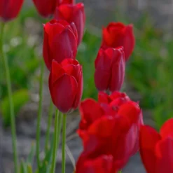 Tulip Aximensis -Cheap Ethereal Yard Store tulip aximensis 2 scaled