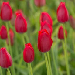 Tulip Aximensis -Cheap Ethereal Yard Store tulip aximensis 3 scaled